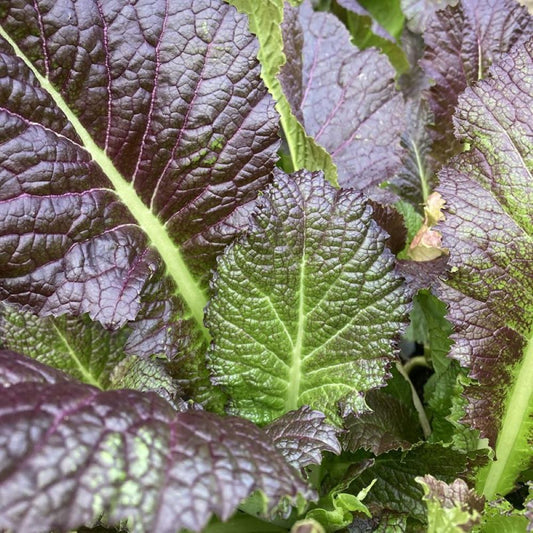 Mustard Greens - Red Giant