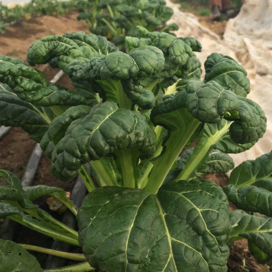 Mustard Greens - Yukina Savoy