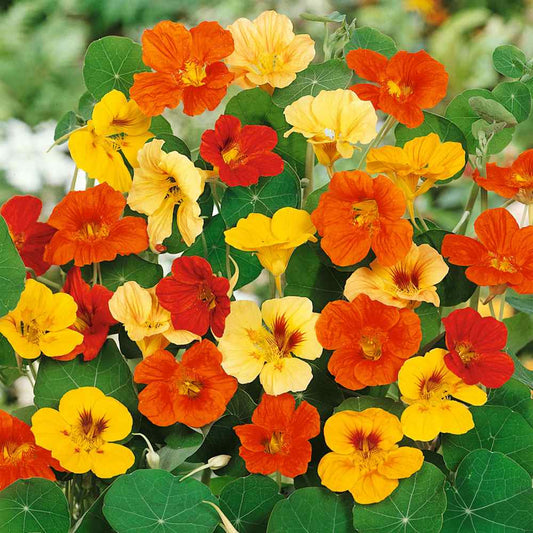 Nasturtium Mix