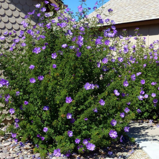 Native Hibiscus