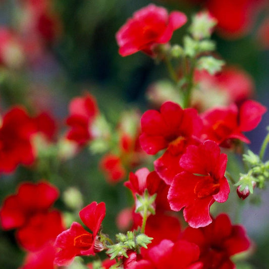 Nemesia - Spicy Real Red