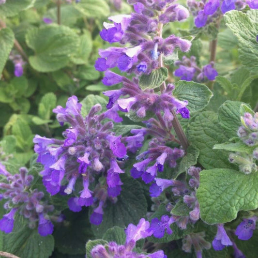 Catnip - Lemony