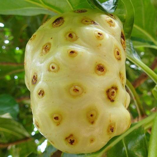 Noni Fruit