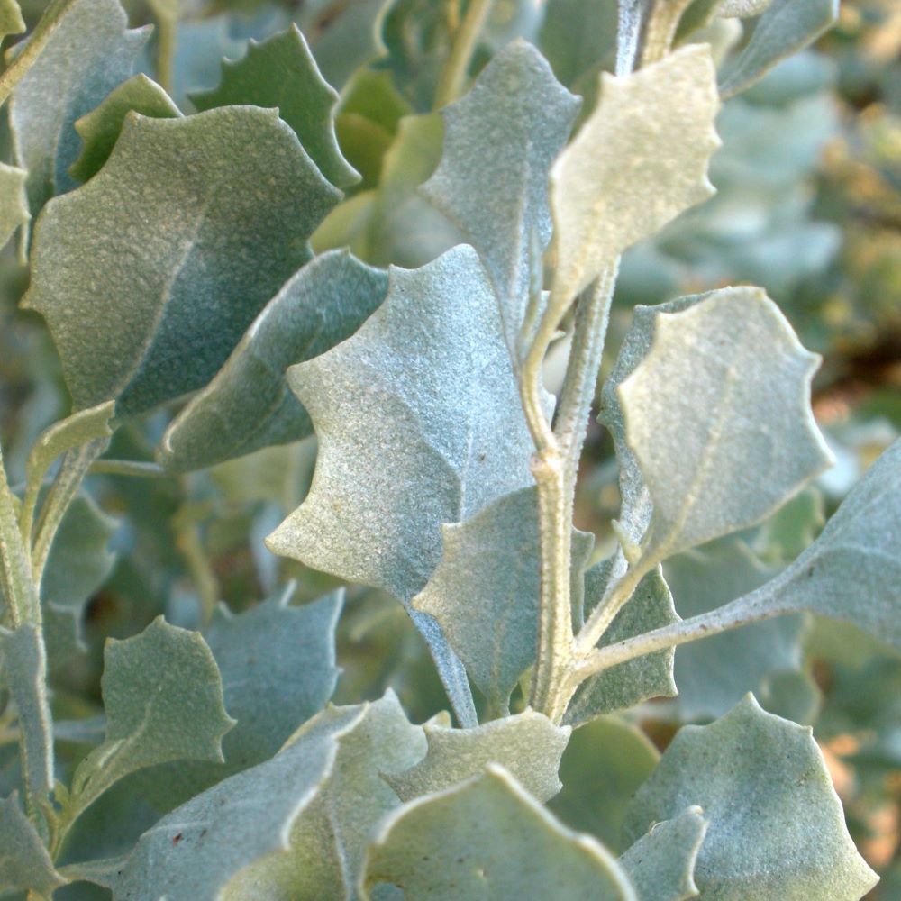 Old Man Saltbush