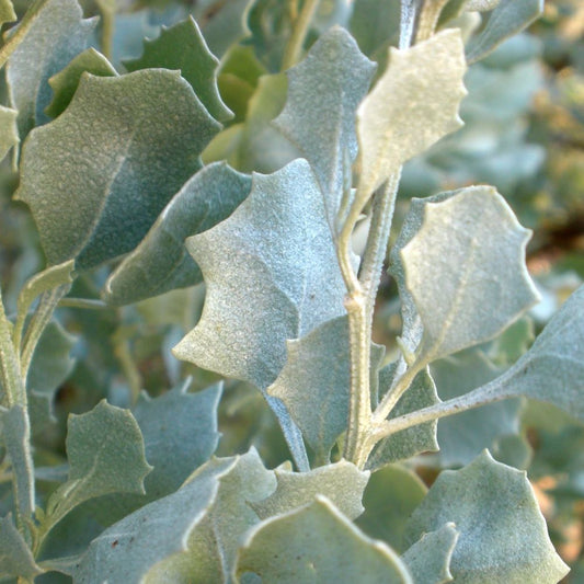 Old Man Saltbush