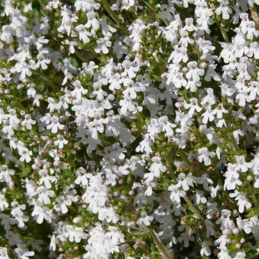 Orange Thyme