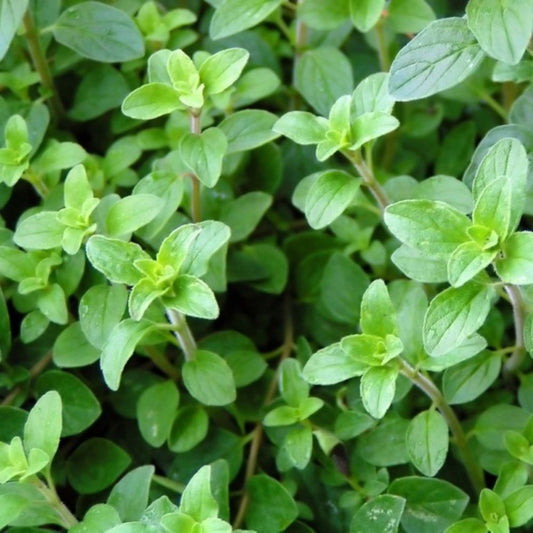 Oregano - Greek