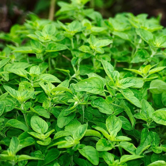Oregano - Italian