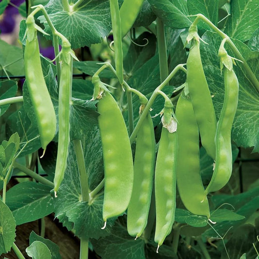 Snow Peas - Oregon Sugar Pod