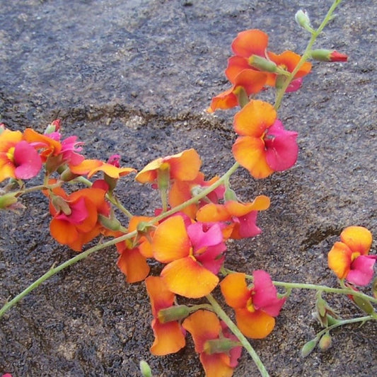 Painted Chorizema