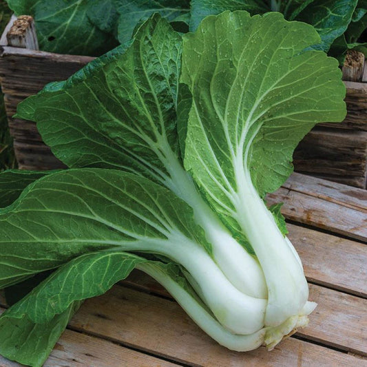 Pak Choi - White Stem