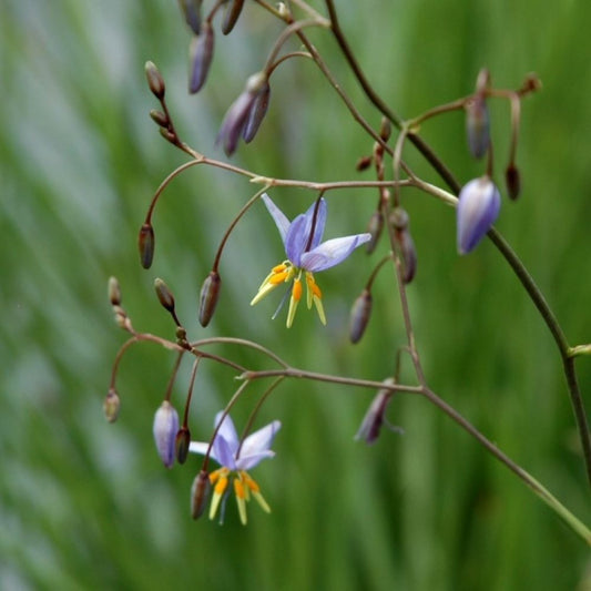 Pale Flax Lily