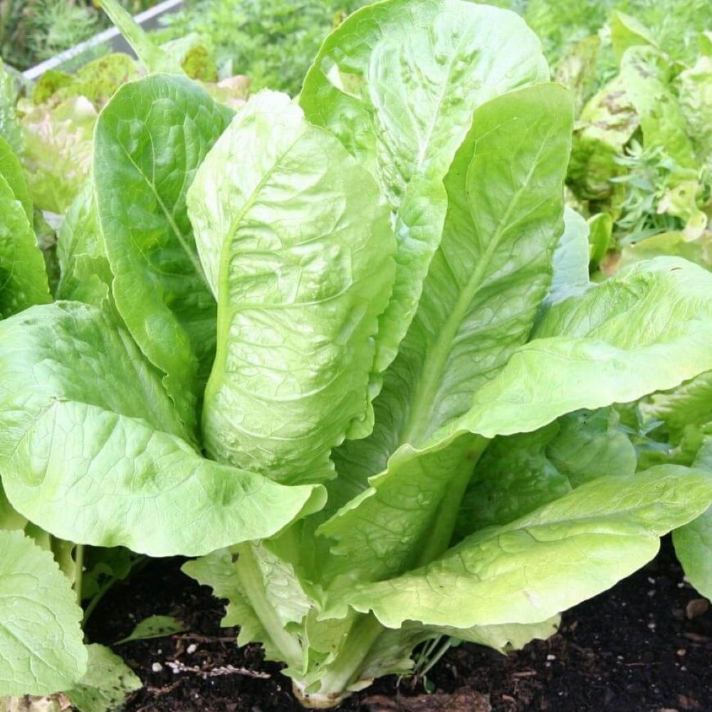 Lettuce - Parris Island Cos