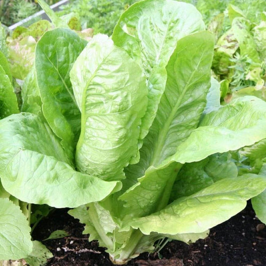 Lettuce - Parris Island Cos
