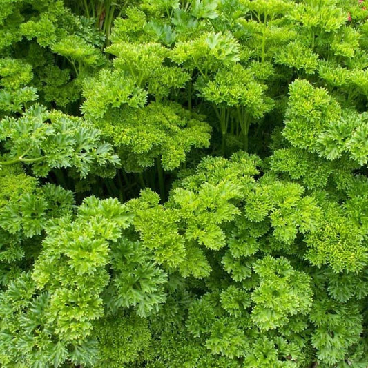 Parsley - Curly
