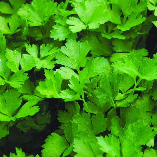 Parsley - Italian