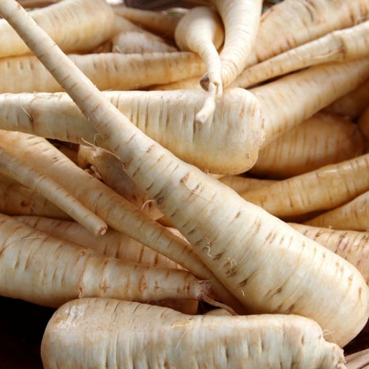 Parsnip - Melbourne White Skin