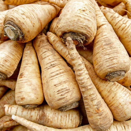 Parsnip - Guernsey