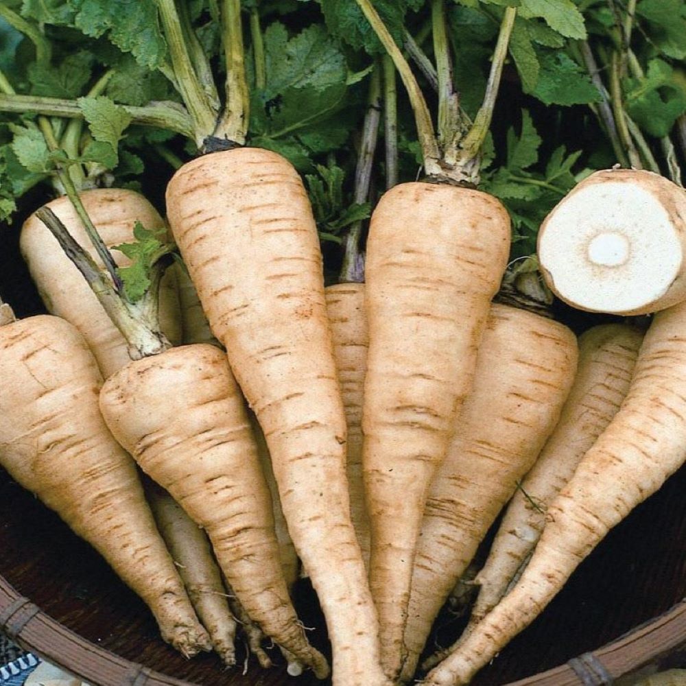 Parsnip - Hollow Crown