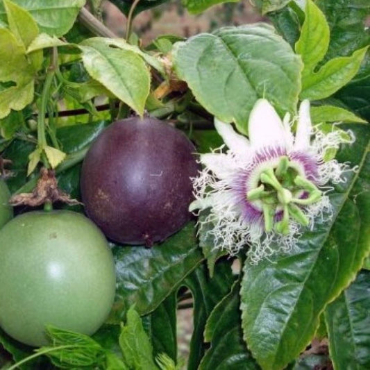 Passionfruit