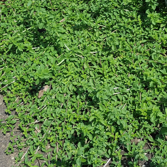 Pennyroyal