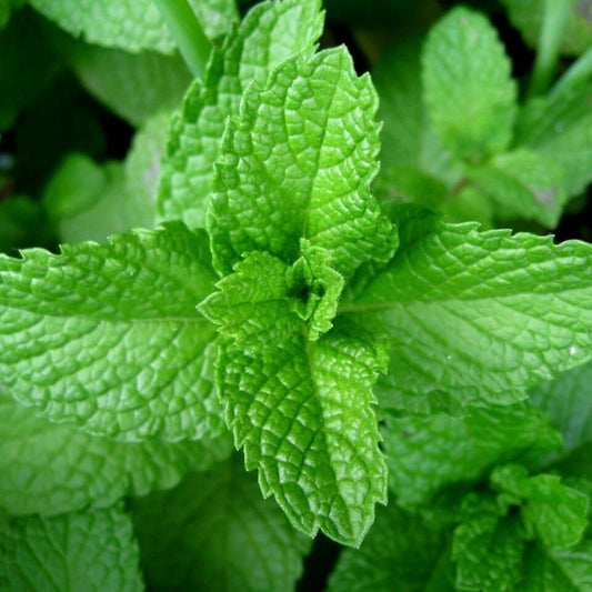 Peppermint