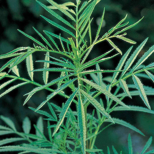 Peruvian Black Mint