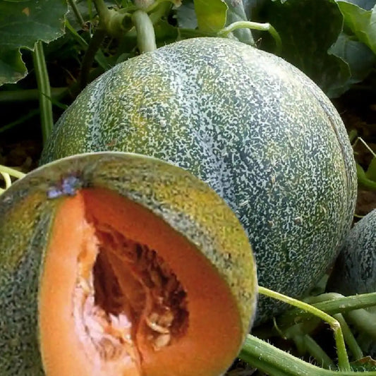 Rockmelon - Petit Gris De Rennes
