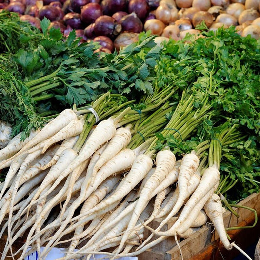 Parsley - Turnip Rooted