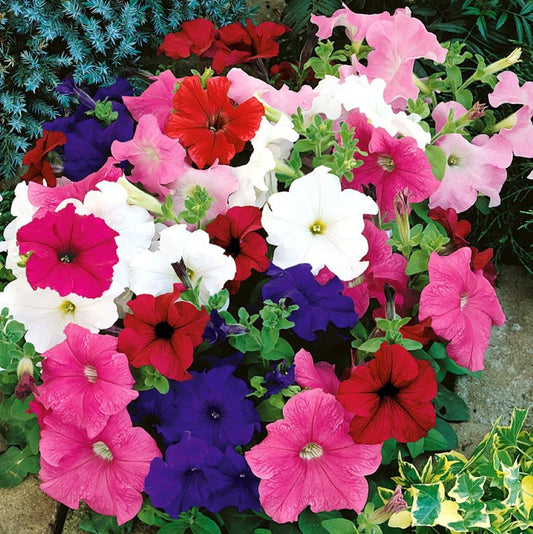 Petunia - Confetti Mixed