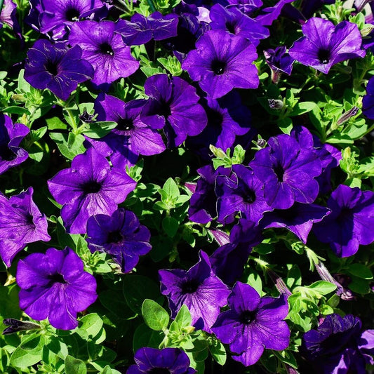 Petunia Purple