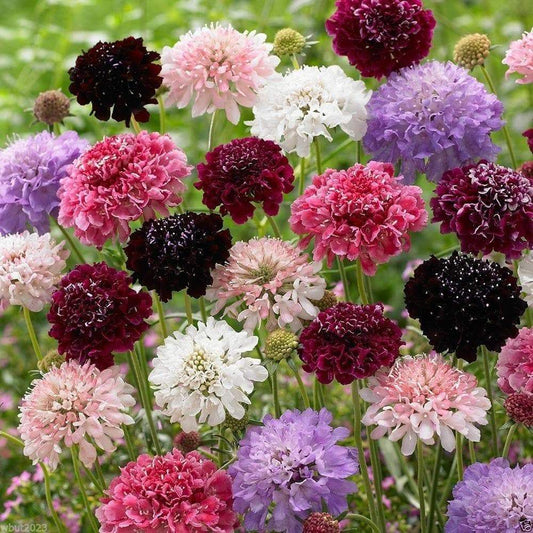 Pincushion Flower - Mix