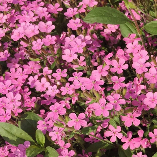 Rock Cress - Pink