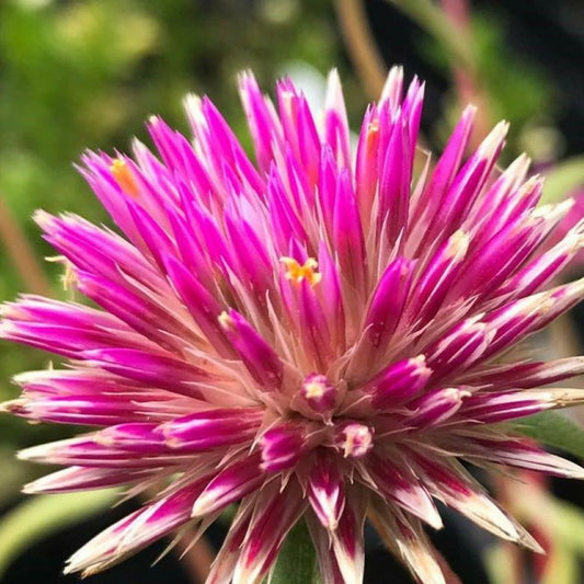 Billy Buttons - Pink