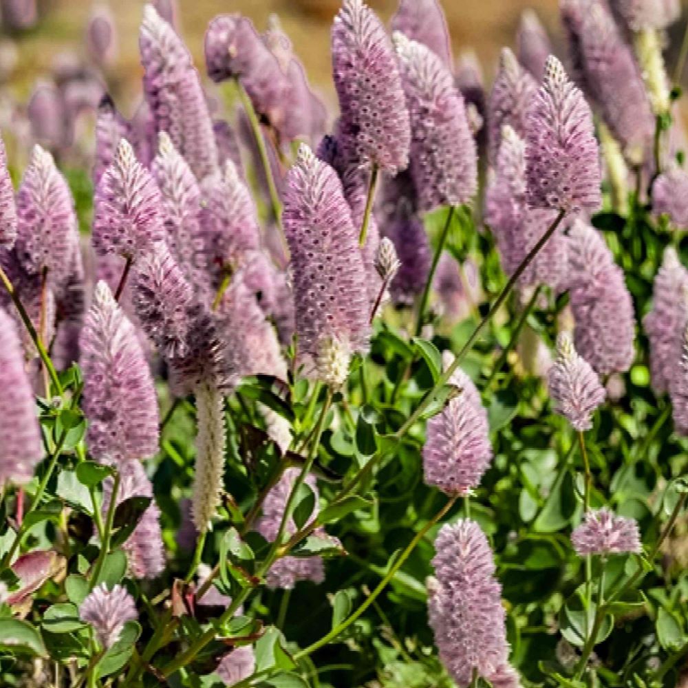 Pink Mulla Mulla – SJ Plants