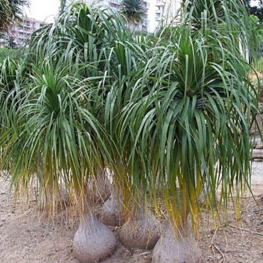 Ponytail Palm