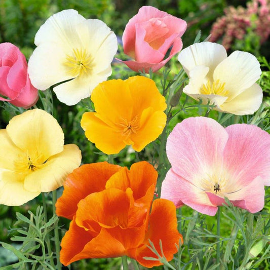 Californian Poppy - Single Choice Mix