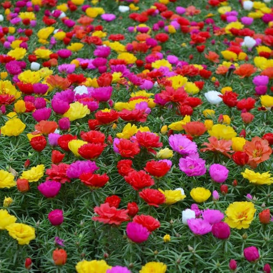 Portulaca - Double Flower Mix