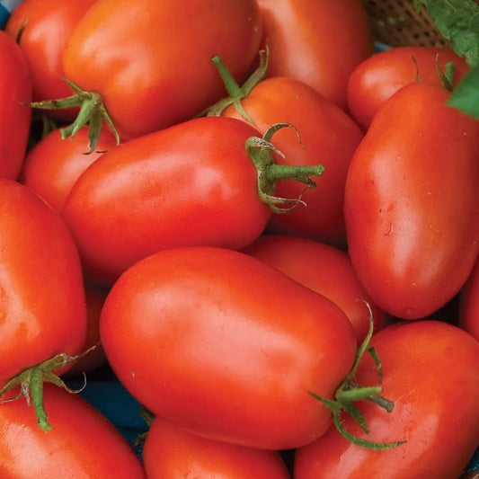 Tomato - Pot Roma