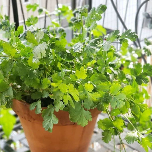 Coriander - Pot Selection