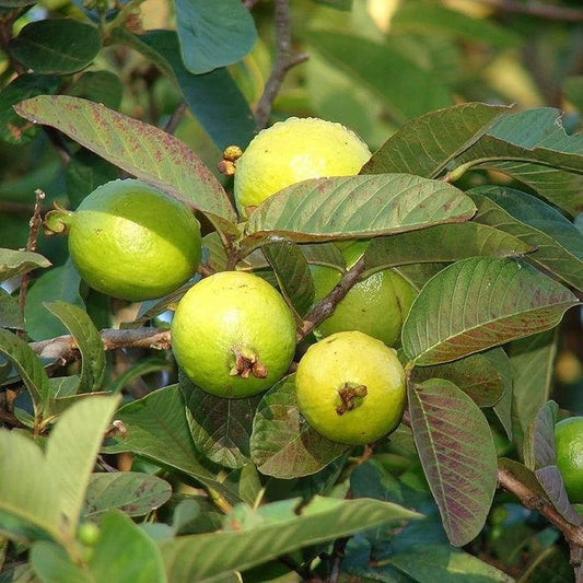 Guava - Common Yellow