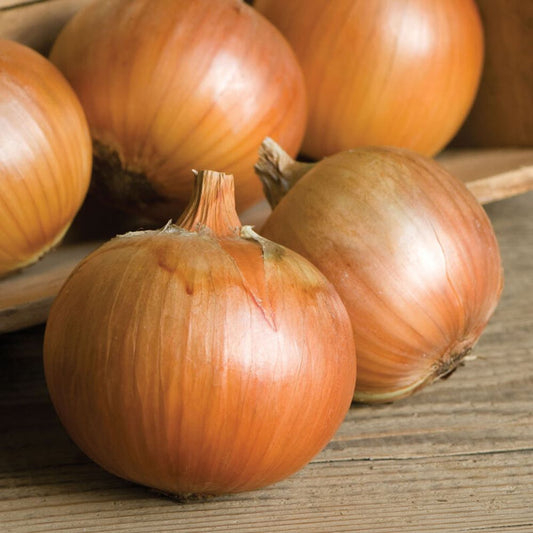 Onion - Pukekohe Long Keeper