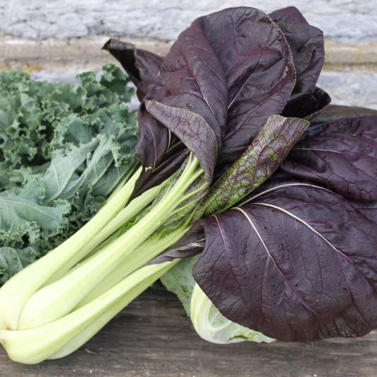 Pak Choi - Purple