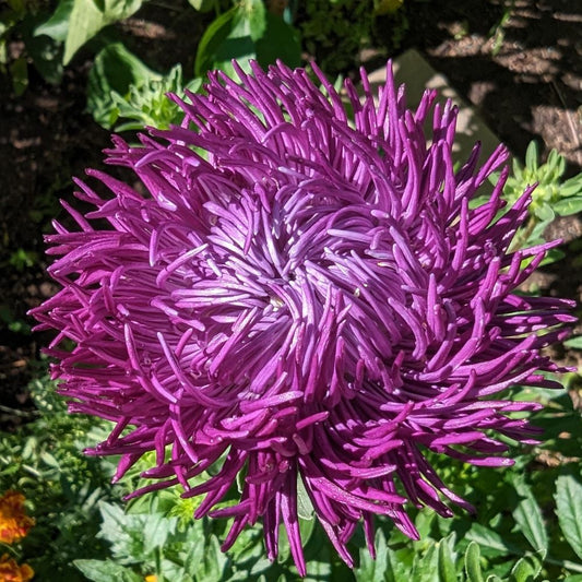 Aster - Needle Petal Purple
