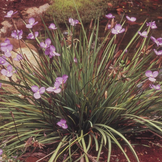 Purple Flag