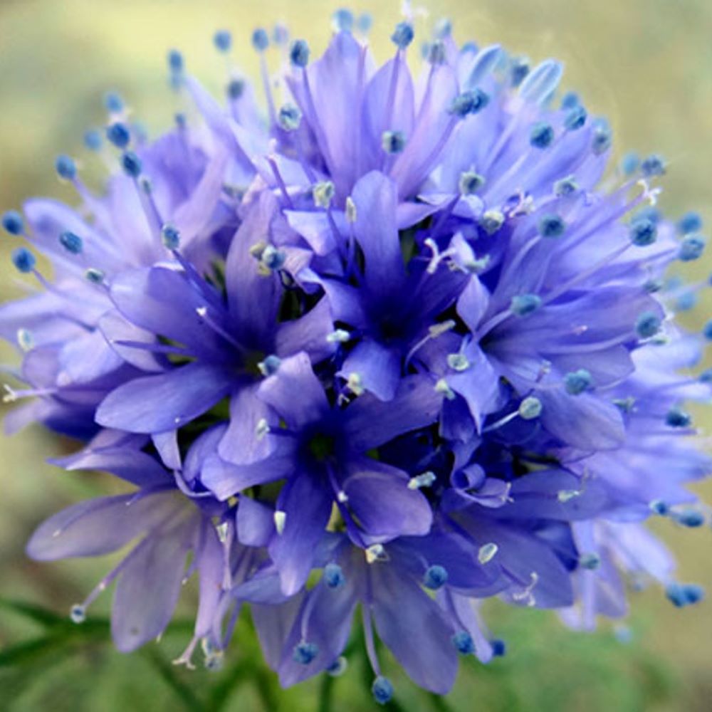 Queen Anne's Thimble