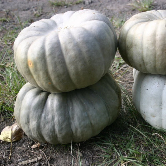 Pumpkin - Queensland Blue