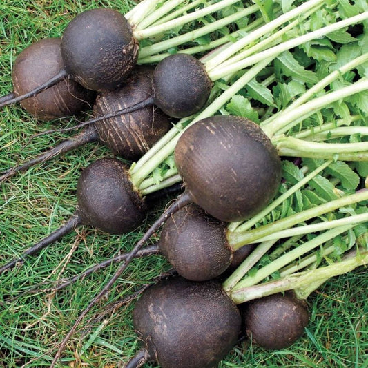 Radish - Black