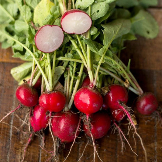 Radish - Cherry Belle