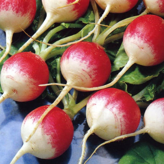 Radish - Sparkler